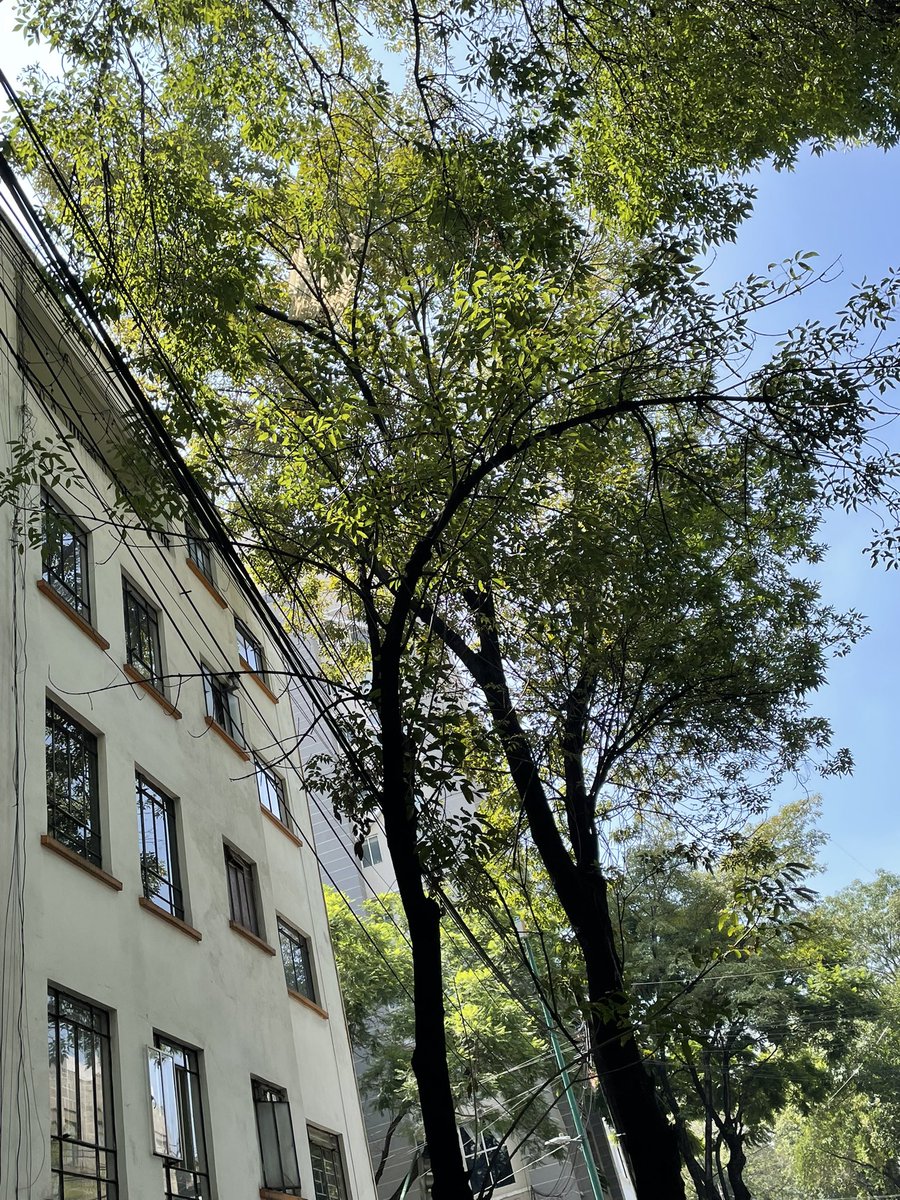 aderep59's tweet photo. @SGIRPC_CDMX Lámina en copa de árbol Berlín esq Londres @AlcCuauhtemocMx @VecinoJuarezDF https://t.co/s8u3FWOh2c