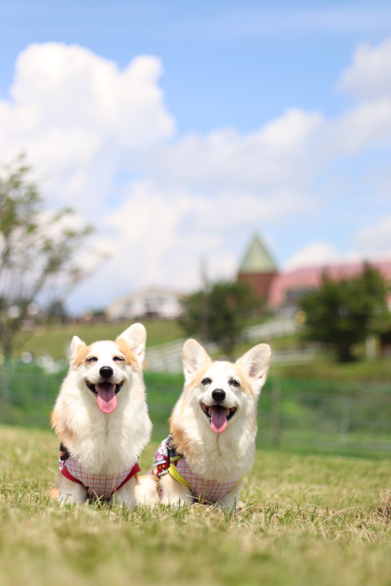cogicogiatorin's tweet photo. アトム（11歳）りん（10月で8歳)
犬康祈願⛩️ https://t.co/SSInW89b00