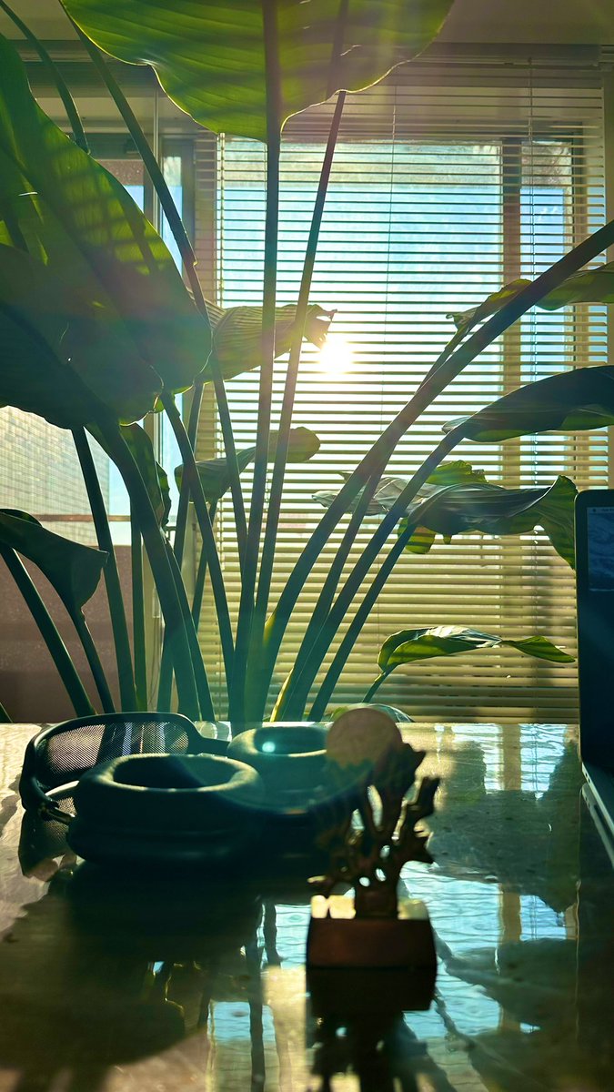 朝起きてすぐにワクワクさせられる
夏の魔法は最高。

自慢のam4:30起床！
（写真は6:00くらい）

#朝の幸せ
#屋良朝幸