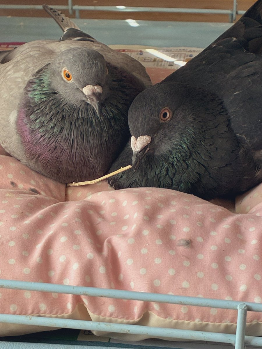 仲良しモード突入！
もふもふ同士で見てる分には癒される
ただし人間には厳しい2羽😥