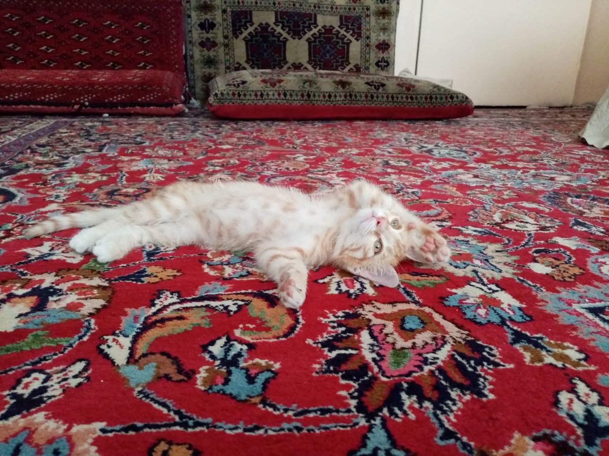 Faryadmm's tweet image. این عکسو گذاشتن واسه واگذاری🫠