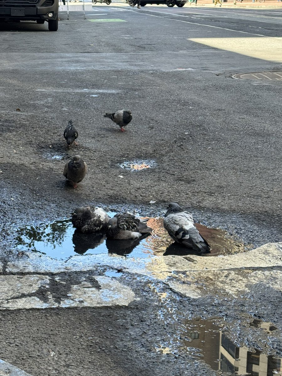 Bird bath on Market