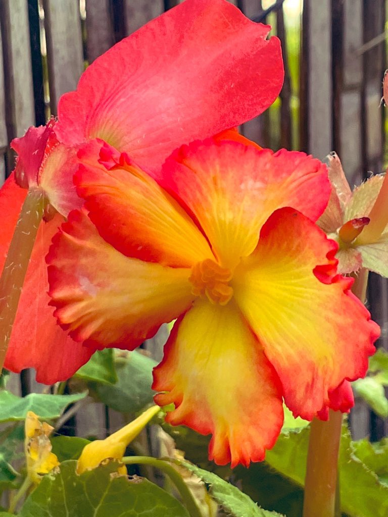 More begonia joy to take your mind off the less savory side of Twitter! 
No filters, just nature at its brightest! 
#flower #garden #gardening