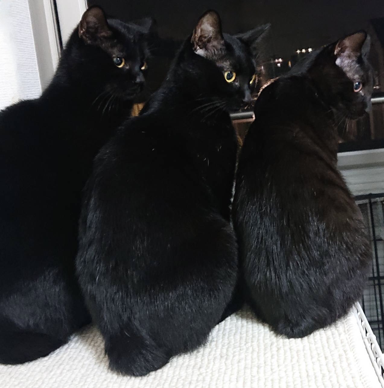 黒猫一家🐭 on X: 