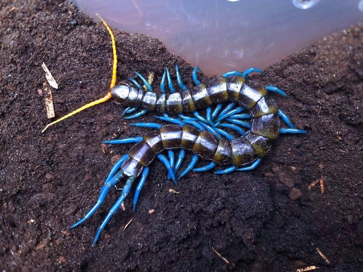 centipedes are so amazing.. they are the whole rainbow! beautiful...