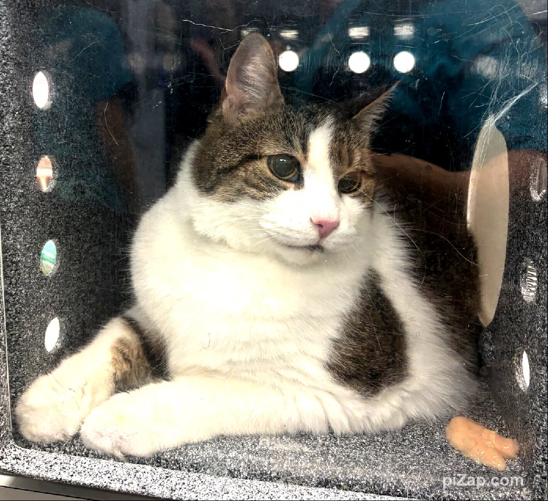 OWNER DIED - FAMILY ABANDONED CAT 
Client arrived seeking to drop off a cat Marmaladey. Client stated that he found a cat in the front of his building two weeks ago, he got into contact with the super to ask if the cat had belong to anyone in the building.
facebook.com/photo?fbid=120…