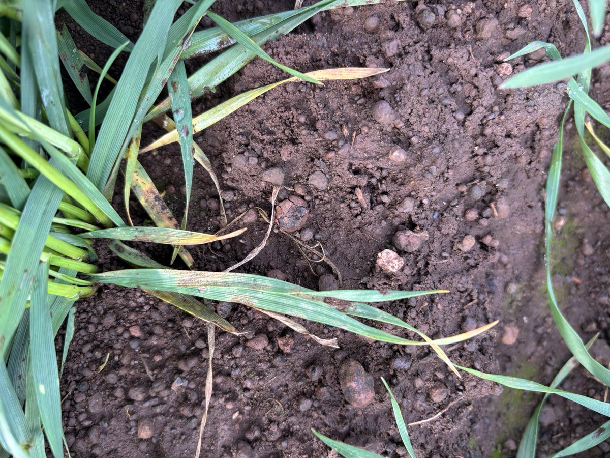 Nick Poole (@pooley_nick_far) on Twitter photo Key time to look for STB in wheat. In photos note how the dead lower leaves start to look black (due to number of fruiting bodies). In Tasmania this week untreated RGT Accroc had 85% incidence of STB on the lower leaves compared to 5% in Longford.<a href="/far_australia/">FAR Australia</a> @grdc Key time to look for STB in wheat. In photos note how the dead lower leaves start to look black (due to number of fruiting bodies). In Tasmania this week untreated RGT Accroc had 85% incidence of STB on the lower leaves compared to 5% in Longford.<a href="/far_australia/">FAR Australia</a> @grdc