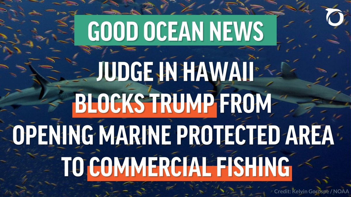 The Trump administration’s effort to immediately “unleash” commercial fishing in the Pacific Islands Heritage Marine National Monument has been blocked.

This good news shows that we CAN stand up against threats to our oceans.
Join us to #StandForOceans: oceana.ly/47uv3xb