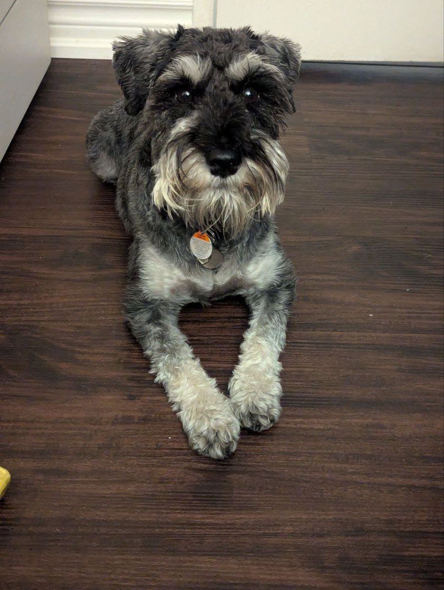 If your dog is staring at you like this, what do you do?