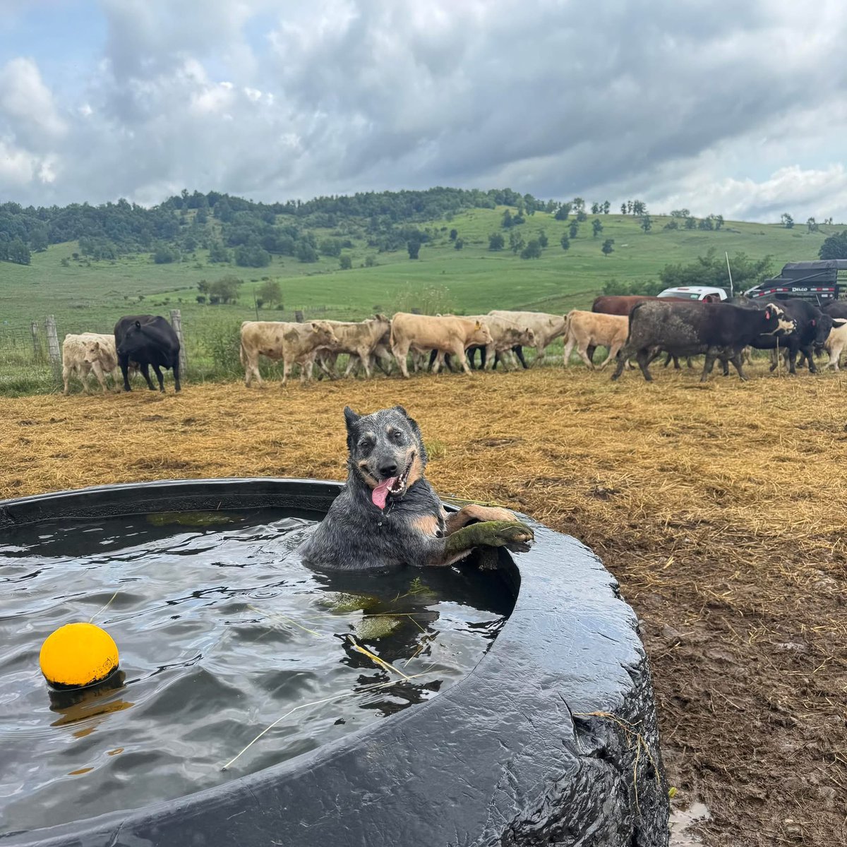 DeBruycker2's tweet photo. A hilarious photo coming from the Sarver’s ranch today!

Caption this for a chance to win our latest style of DC hat… 
.
.
.
#debruyckercharolais #charolais #cowdog #DogLovers #ranchlife #poundspay https://t.co/SRvyjj4CmA