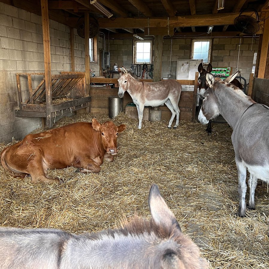 Barn Sanctuary tweet media
