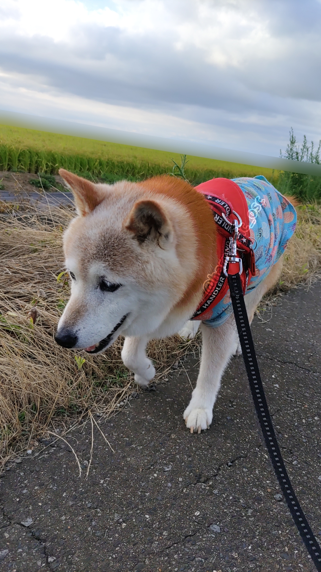 柴犬⭐︎ 空いてたので大型犬カートに試乗🛒 広くて落ち着かないか🥰 公園