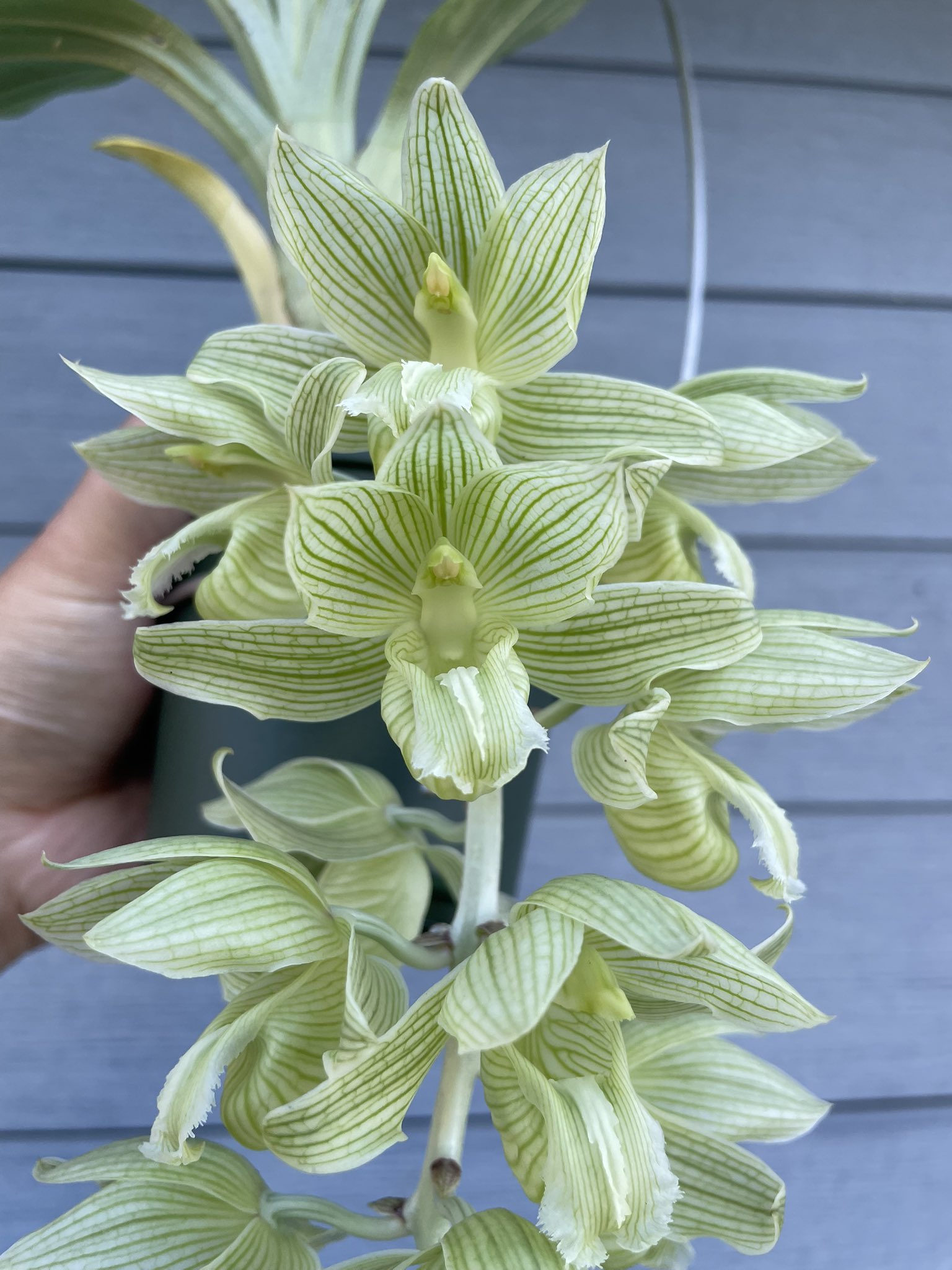 希少 タケノコラン clowesia russelliana 洋ラン 蘭 クロウェシア