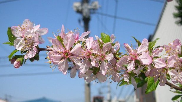 tanosiisupi_bot's tweet image. この世３D鏡に投影され【外化】した、神としての自分に憧れる。引き込まれる。

お陰で‥回り回って目覚める。
美と歓びに他ならぬ我に。

眠った神は遊んでいます。
自ら創造したこの世テーマパークで。何百回かの転生の間。

さて今日は、何に憧れ引き込まれるでしょうか？
#externalization #外化