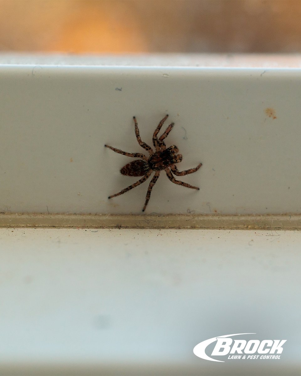 Spiders sneak in through cracks, vents, and under doors, looking for dark corners to call home.
🚫 We know where they hide and how to get rid of them for good.
📞 Contact Brock now to schedule your service. brockpest.com