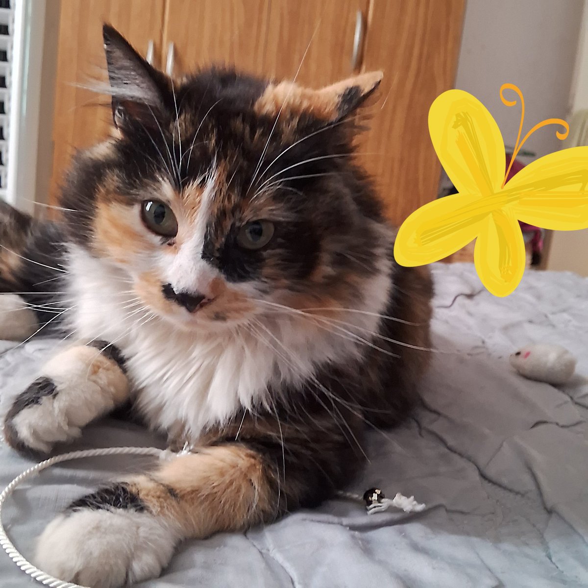 lorenazat's tweet photo. Hoy escuché maullidos terribles en mi puerta, abrí y entró  enojadísima la gata de mi vecino. Le envié WhatsApp avisando y están de viaje.
Ella es Chili, la gata de mi vecino, no quiere estar sola y se viene a mi cama https://t.co/7exQQgaaM0