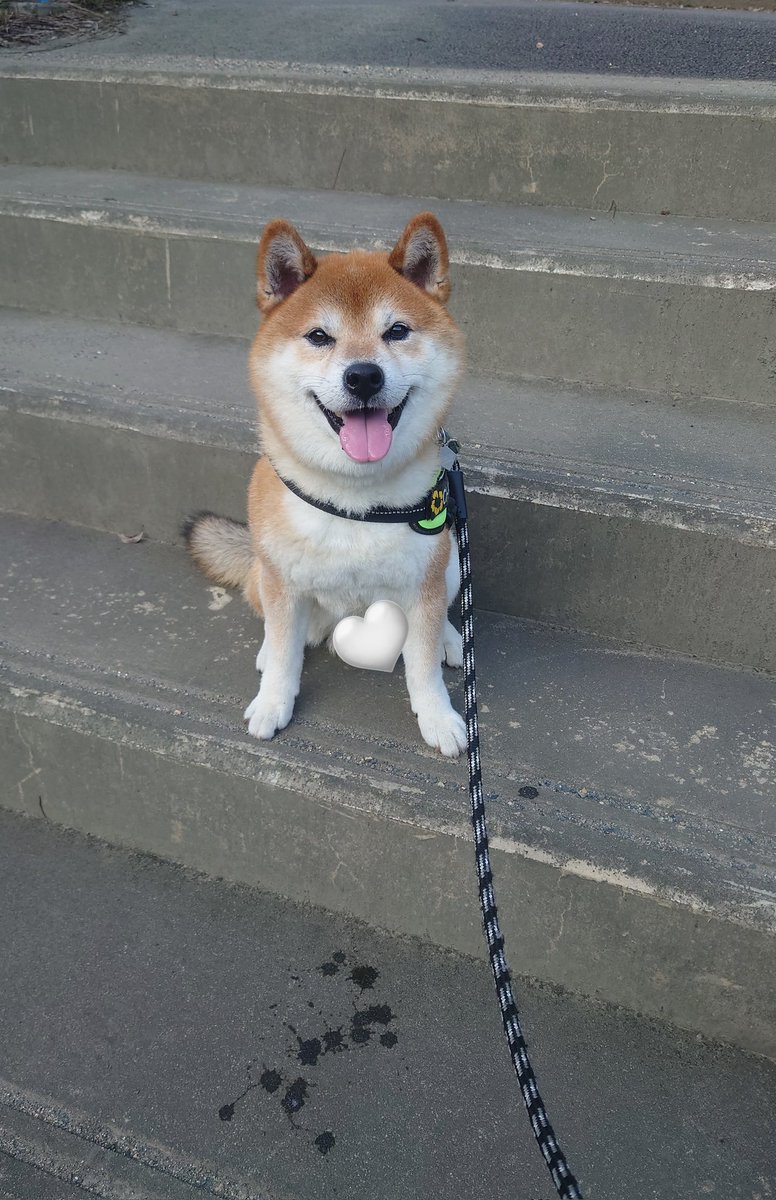 ほんっっっまにカワイイ🩶