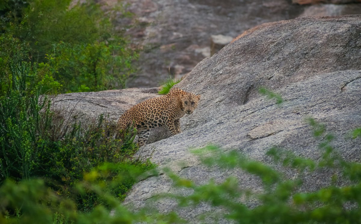 Kamalak Kannan BV (@bownaankamal) on Twitter photo Massive and Solitary boy S6 | Jawai | India
Jawai is a must visit place to see the Wildlife and Human Co-existance.
Photo by <a href="/bownaankamal/">Kamalak Kannan BV</a>
.
.
#IndianLeopard #BownaanKamal #TravelToNatureAsia #IndiaWildlife #jawai Massive and Solitary boy S6 | Jawai | India
Jawai is a must visit place to see the Wildlife and Human Co-existance.
Photo by <a href="/bownaankamal/">Kamalak Kannan BV</a>
.
.
#IndianLeopard #BownaanKamal #TravelToNatureAsia #IndiaWildlife #jawai