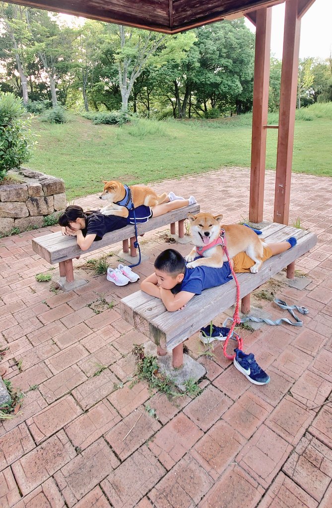柴犬が作る幻の赤いキウイ🥝 (@farm_docan) on Twitter photo 肉球マッサージが話題のリラクゼーションサロン「はっちゃく」
店長は姉弟子を、見習いは新人作業員を担当して、アスリートたちの夏疲れを癒します。
爪で激痛ツボ押しをしてくる見習いを、早くチェンジして欲しい新人作業員です。 肉球マッサージが話題のリラクゼーションサロン「はっちゃく」
店長は姉弟子を、見習いは新人作業員を担当して、アスリートたちの夏疲れを癒します。
爪で激痛ツボ押しをしてくる見習いを、早くチェンジして欲しい新人作業員です。