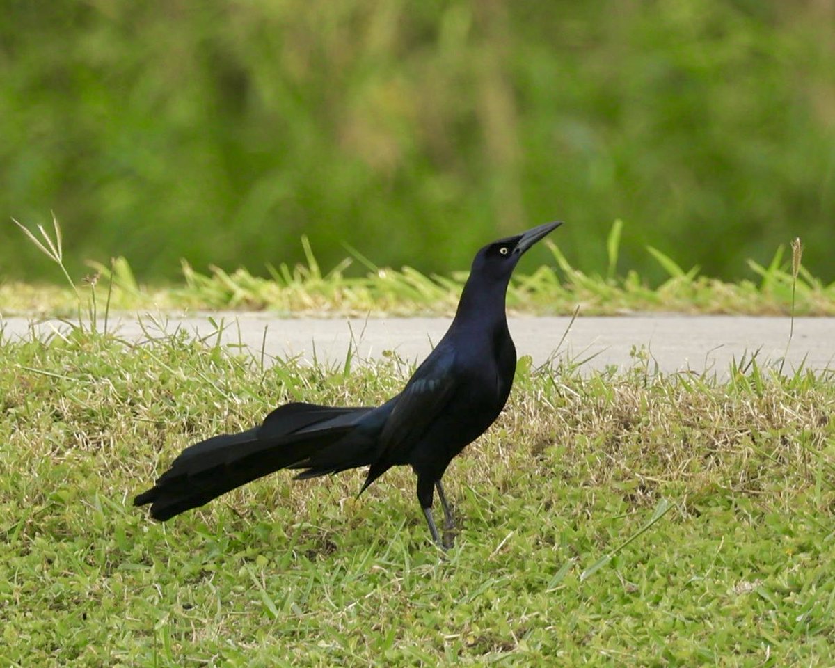 I’ll always come back to the grackle