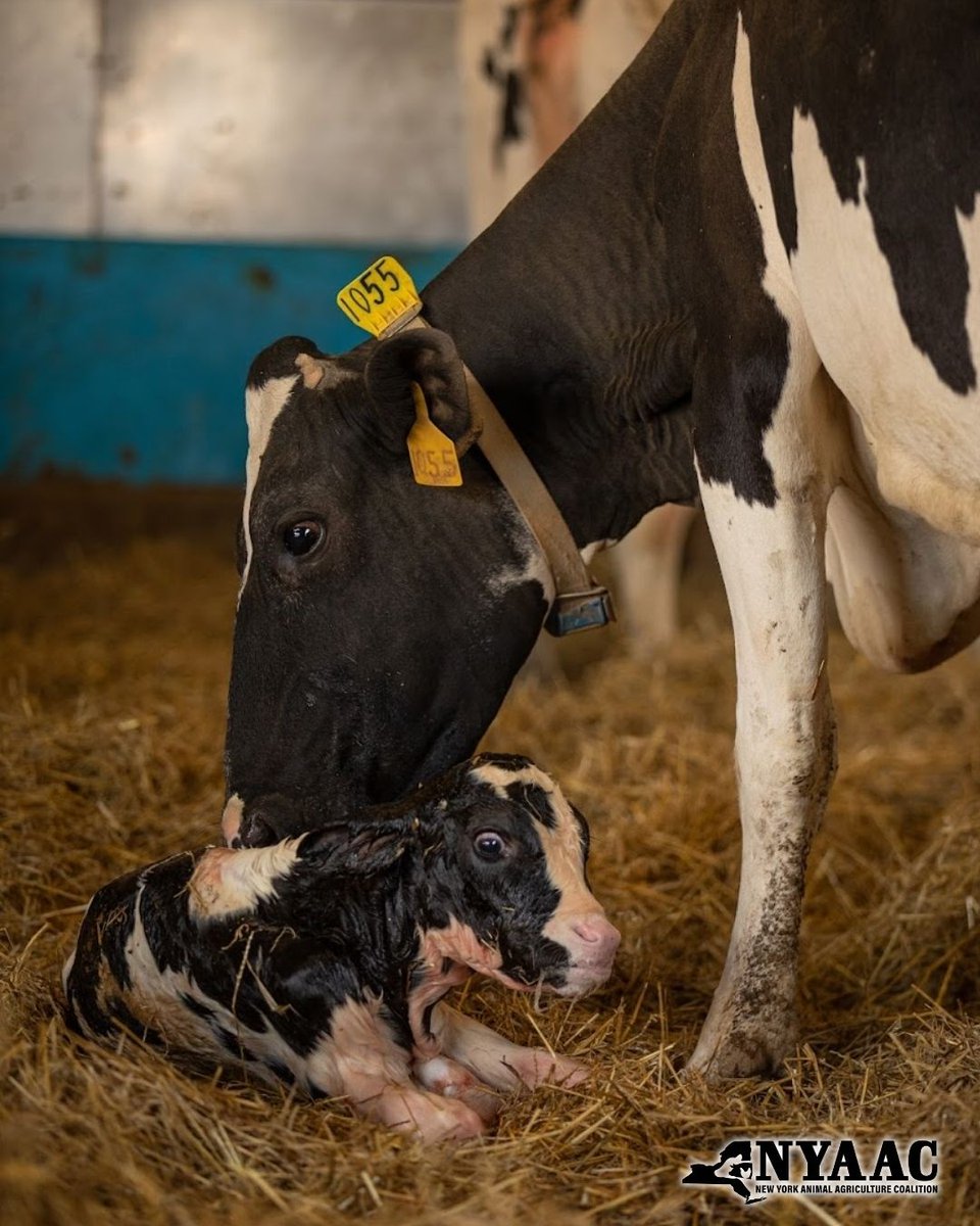 Ever wanted to see a calf take its first breath?🐮
🎡At the Dairy Cow Birthing Center during the NYS Fair, you can attend in person or virtually!

Follow @nyanimalag on social media and YouTube to get notified when a new calf is on the way!

#dairycowbirthingcenter #uddermiracles