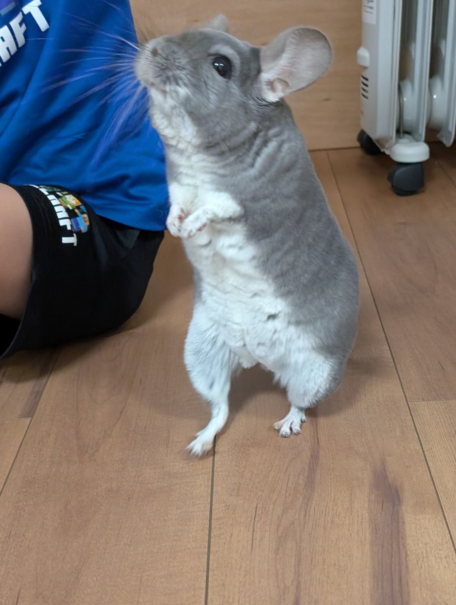 sさま　チンチラちゃん　専用のおやつ チンチラのふわちゃん on X: 