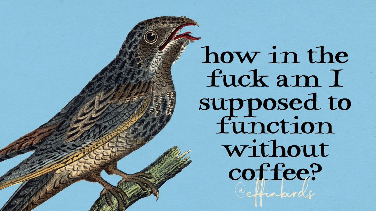 Effin' Birds (@effinbirds) on Twitter photo 