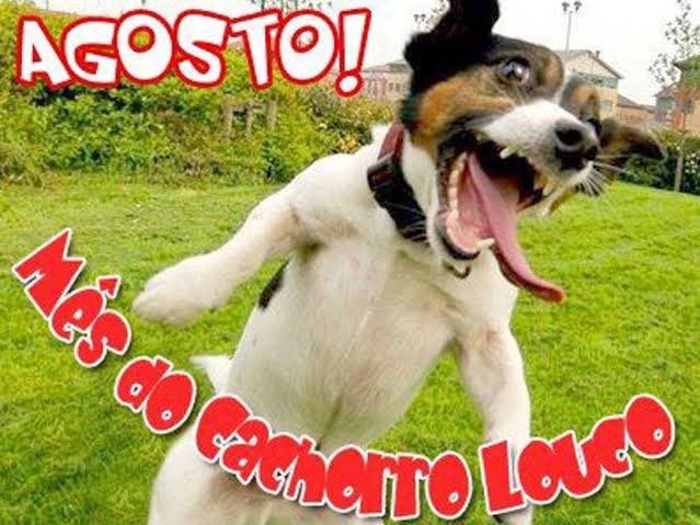 lorenzovvd's tweet photo. minha mae me explicou em detalhes culturais porque agosto é o mes do cachorro louco https://t.co/e2aEoagvEN