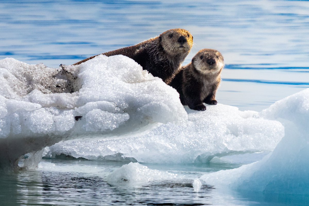 Patrick Barron 🐻〽️ tweet media