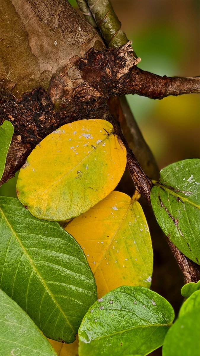 mskhirwar's tweet photo. Photography is an Art.. Prove it.

QP/Share your shot of nature’s colors! 🍃💛💚

#NaturePhotography #LeafLove #ChangeIsBeautiful #MacroPhotography #NatureLovers #Photography https://t.co/I9OrOFyNjh