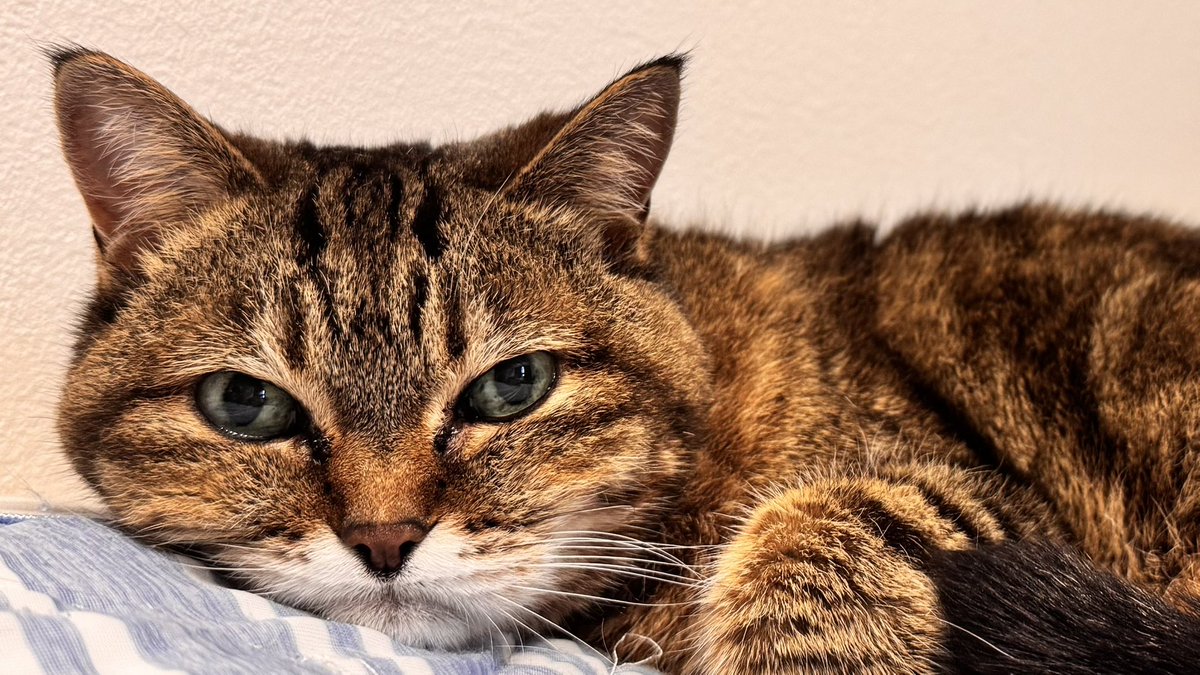 TurutanMumu's tweet photo. あちゃー寝坊したにゃ🐈‍⬛

＃猫好きさんと繋がりたい https://t.co/2np2eizzrf