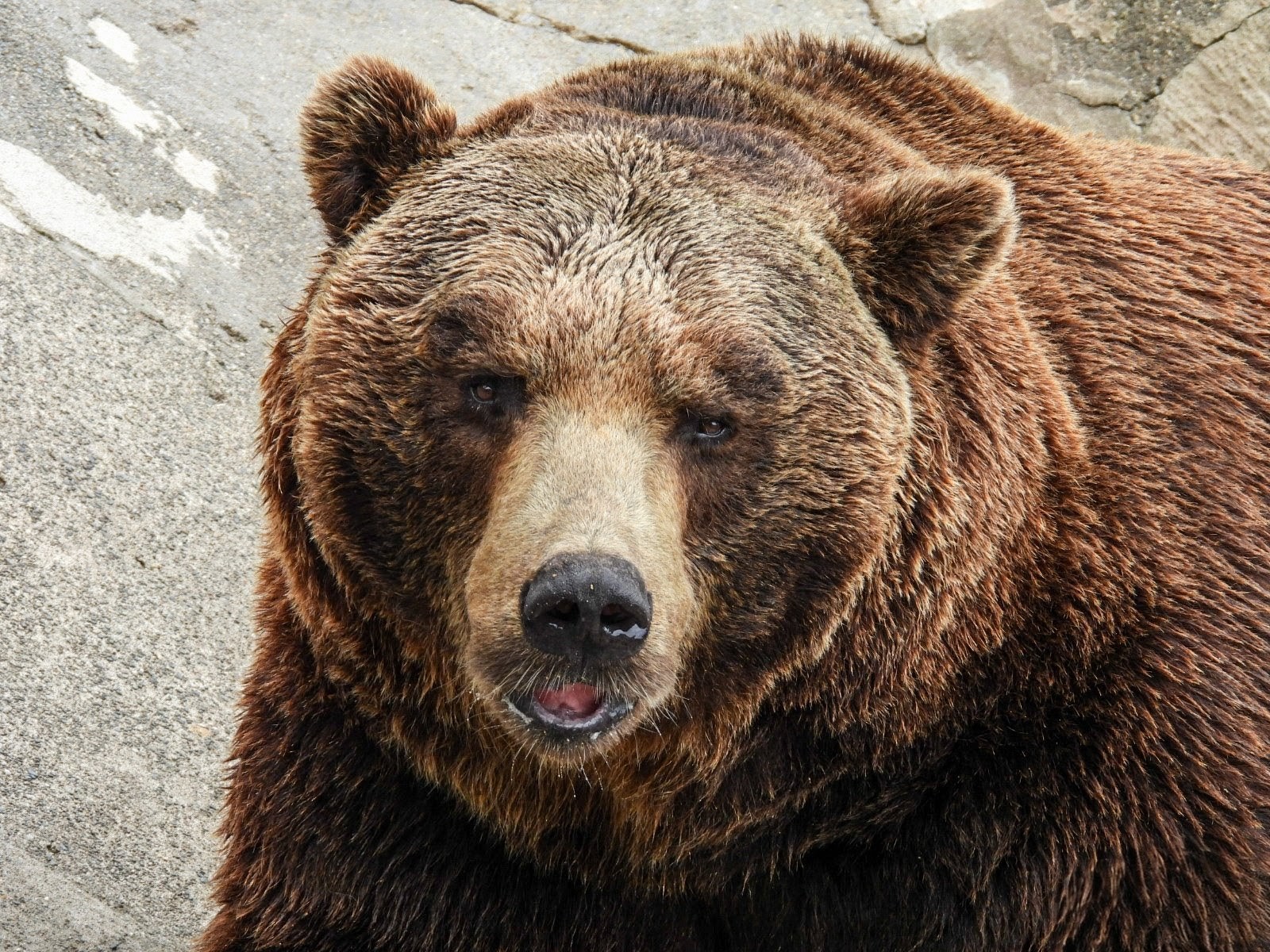 クマ太 樋口 憂 on X: 