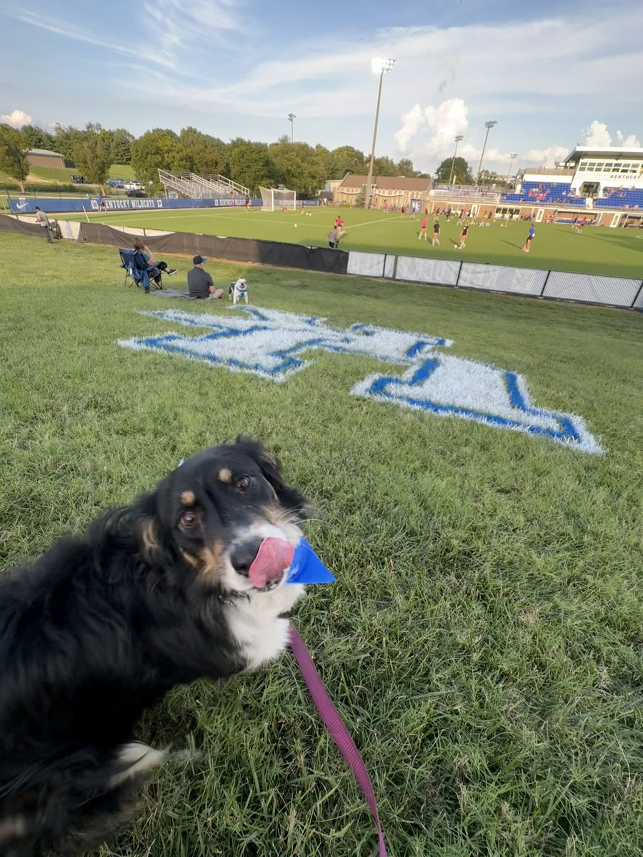 Millie loves supporting <a href="/UKWomensSoccer/">Kentucky Women's Soccer</a> for bark at the bell ⚽️🦴🐾