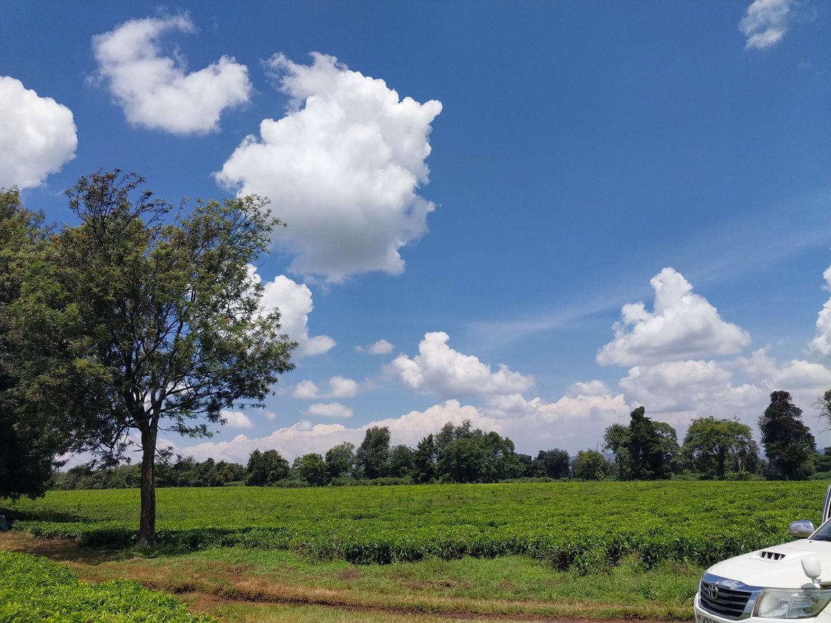 Out in the field, I took this with my phone 📱 to realize the cloud - cumulus family or something