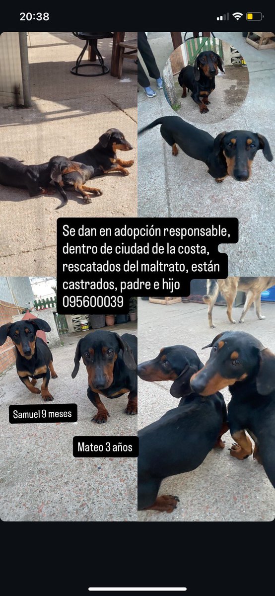 🙏🏻🙏🏻🙏🏻adopción responsable 🙏🏻🙏🏻🙏🏻