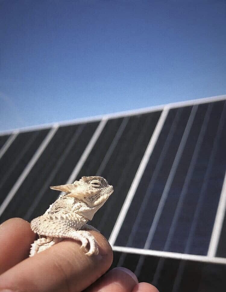 SNEIBiological's tweet photo. Happy world lizard day!

We are so grateful to get to work with so many incredible species in the Mojave desert. Here is a desert horned lizard (𝘗𝘩𝘳𝘺𝘯𝘰𝘴𝘰𝘮𝘢 𝘱𝘭𝘢𝘵𝘺𝘳𝘩𝘪𝘯𝘰𝘴) found by one of our field bios, Ben Alfaro! 

#worldlizardday #fieldbiology #mojavedesert https://t.co/YQ736brWYZ