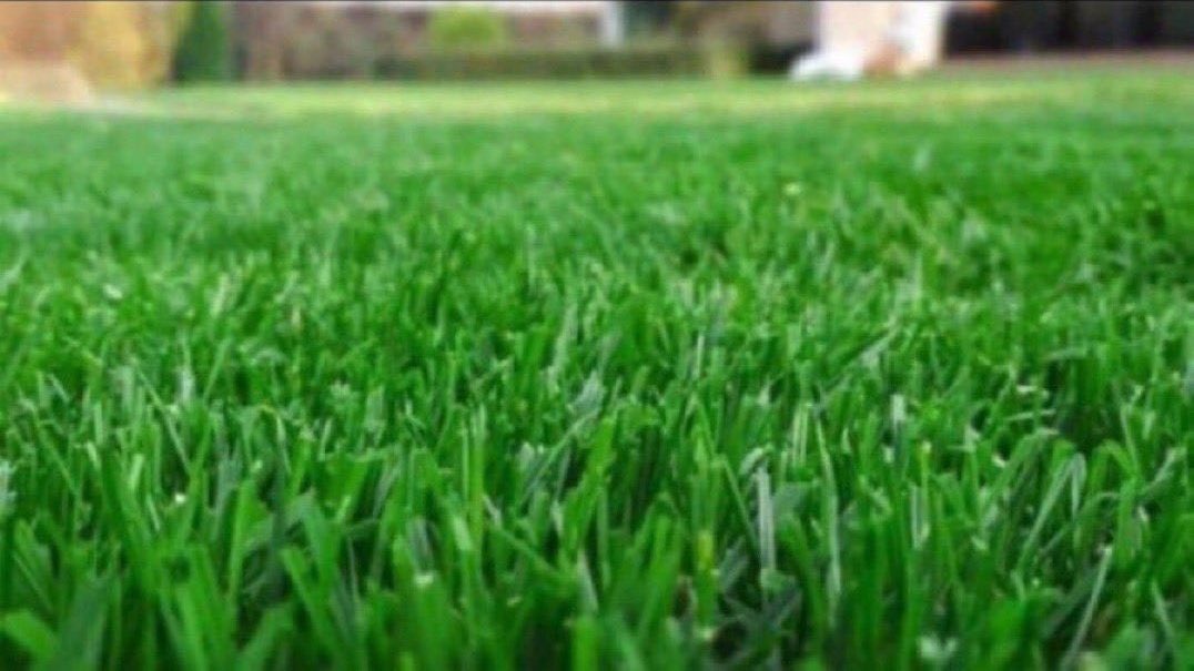 this is grass guys.. g r a s s