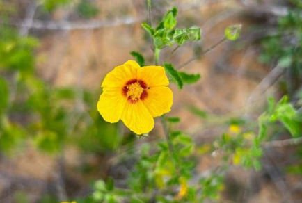 Phytotaxa's tweet image. Sida brachyclada (#Malveae, #Malvoideae, #Malvaceae): a new threatened species from the semiarid mountains of Bahia, #Brazil
#taxonomy
doi.org/10.11646/phyto…