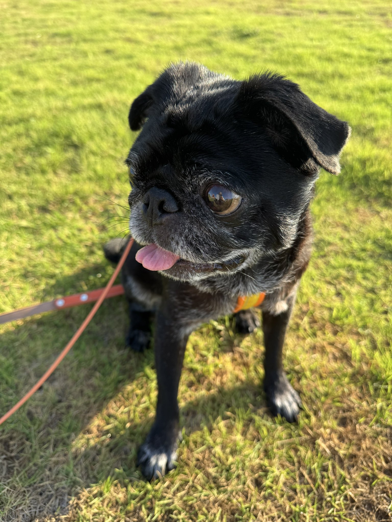 パグ走りおパグさん:ブラックver.(RUN PUG RUN) パグ走りおパグさん:ブラックver.(RUN PUG RUN) パグ走りおパグ