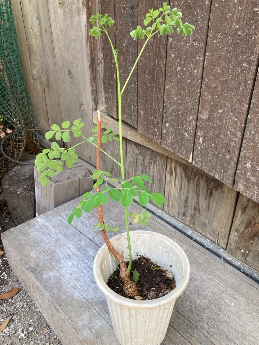 ltd_tocoto's tweet photo. 今年も冬越しできたみたい😊モリンガ🌿が芽吹いてました

#モリンガ #実生苗 #冬越し https://t.co/WhKyGRvzck