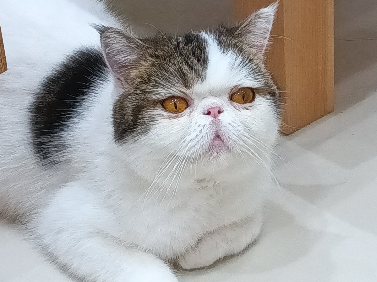 aquastyle's tweet image. モフって来たぜ！