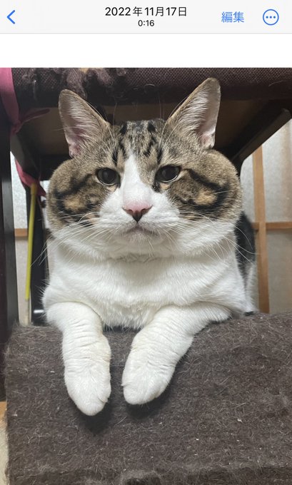 Twitterのコスプレ画像15