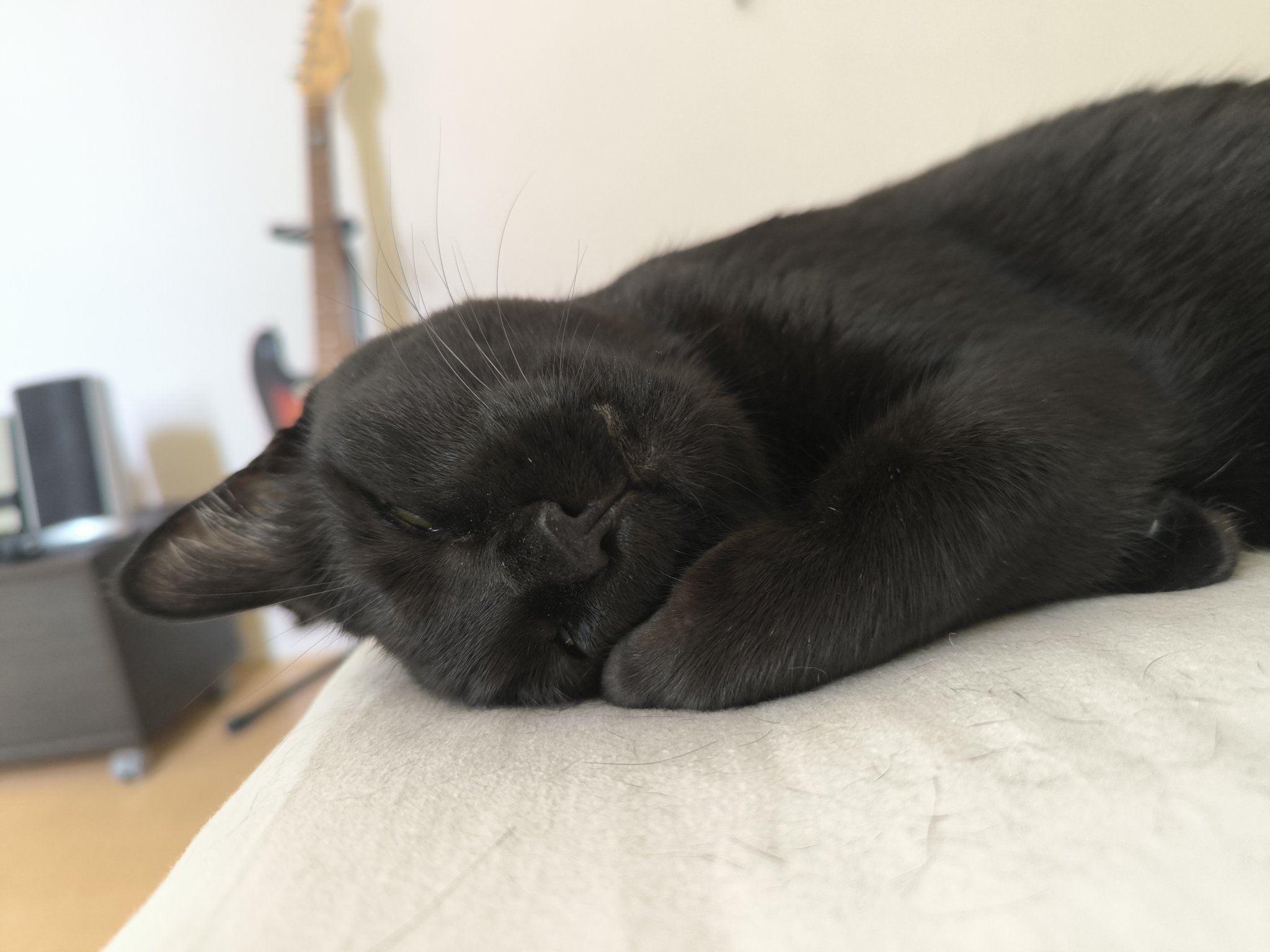 黒猫 もんが(黒縞猫)とシャオ(黒猫) on X: 