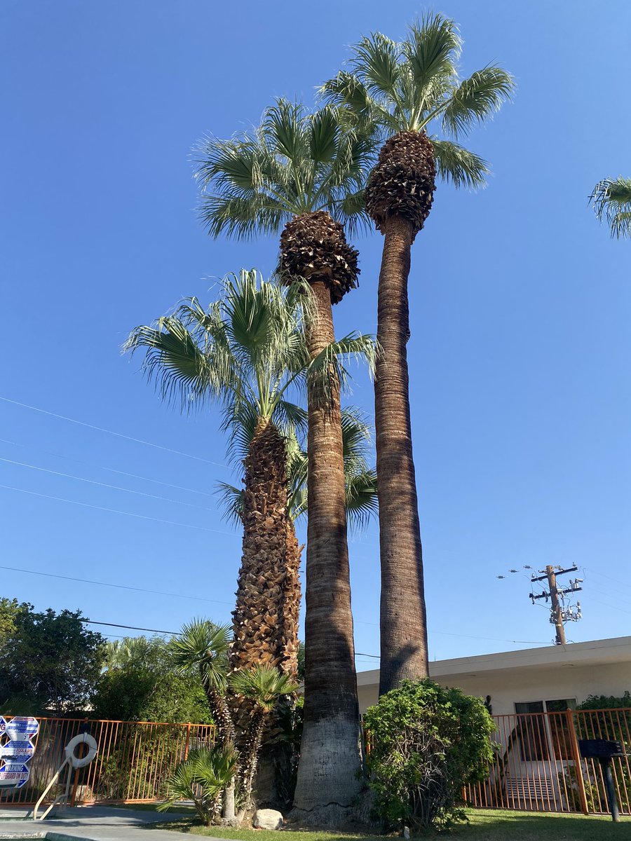 Queercholo tweet media