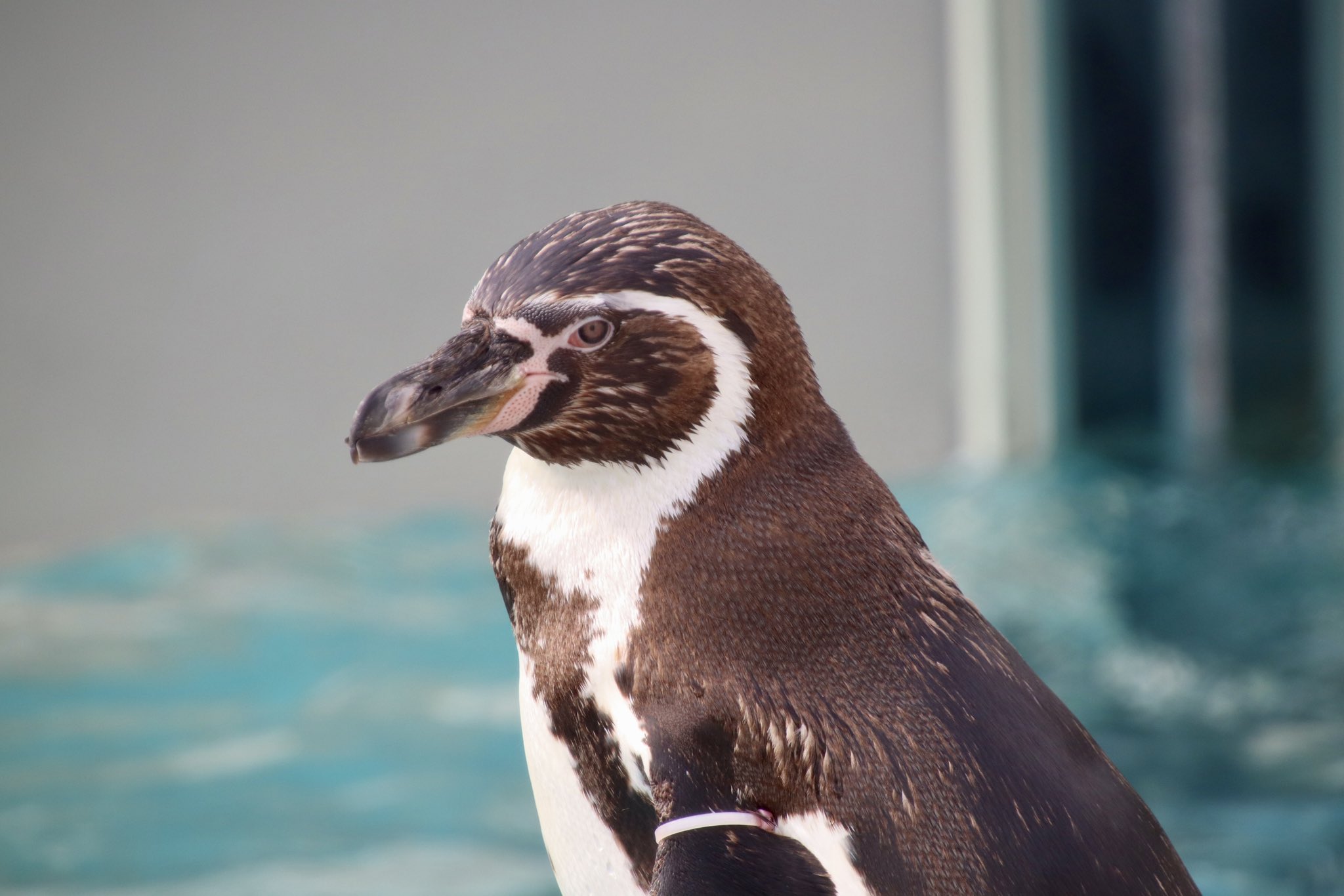 ペンギン剥製 ペンギン剥製