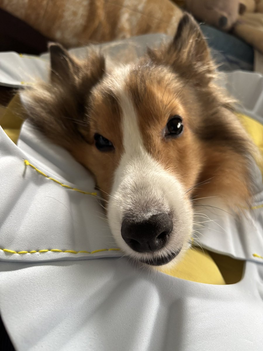 病院のカラーをぶん回して嫌がるので、ネットを参考にシャンプーハットでエリザベスカラー作ってみたら虚無感がハンパないうちの犬