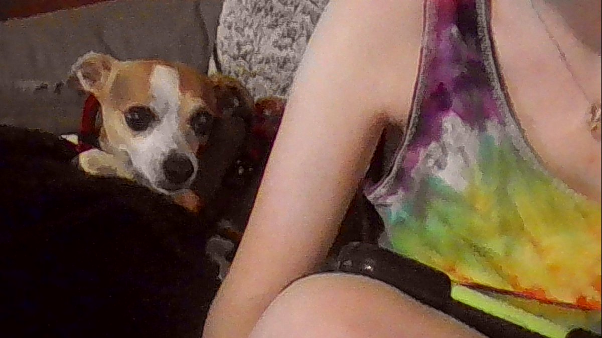 SpierCloie's tweet photo. mink. this is a picture i got of willow looking at my screen. she looked at it FOR SEVERAL MINUTES. https://t.co/t3NgEpm8YR
