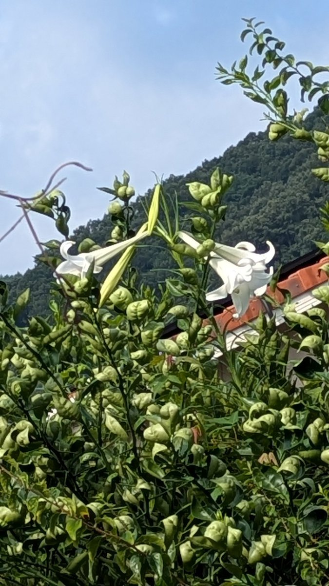 おはようございます😊
今日は80年目の終戦の日🙏
小豆島で特攻の訓練をしてた父は16歳だったんだと…

今年もすだちの木の中から、3メートルに伸びた百合が咲きました⚜️
皆様もお元気でお過ごし下さいね🍀