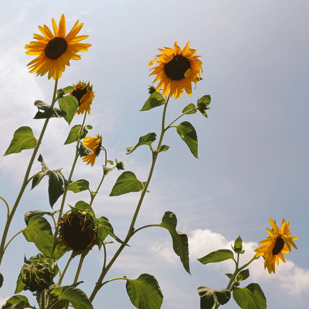 8月15日（金）おはようございます😀
今日は終戦の日ですね。祖父は戦地へ行き、祖母の兄はテニアン島で命を落としました。私が生まれたのは戦後24年後。高度成長といわれた時代です。戦争を知らない世代ですが、祖母から聞いたあの日々の話は、今も耳に残っています。今日も暑いですがご自愛ください。