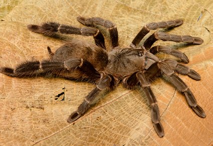 Zootaxa's tweet photo. A #newgenus and five #newspecies of #arboreal #tarantulas (#Araneae: #Theraphosidae) from #Brazil
#taxonomy
https://t.co/EyeXNrIZNq https://t.co/3ckDjGjYan